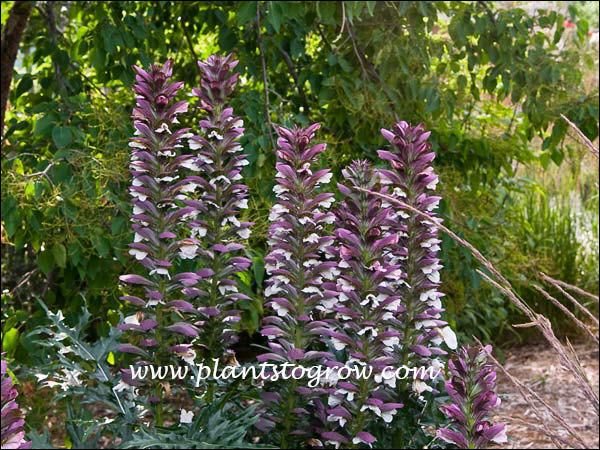 This group of Acanthus was over 4 foot tall.(July 23)